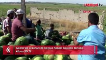Adana'da sezonun ilk karpuz hasadı başladı: Kilosu 25 TL!