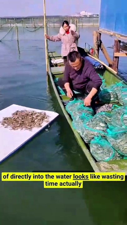 Crab farmers use a wooden board trick—it saves thousands of larvae! 🦀💧 #CrabFarming #SmartFarming