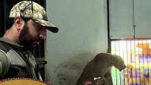 L’homme, le chaabi et le lion