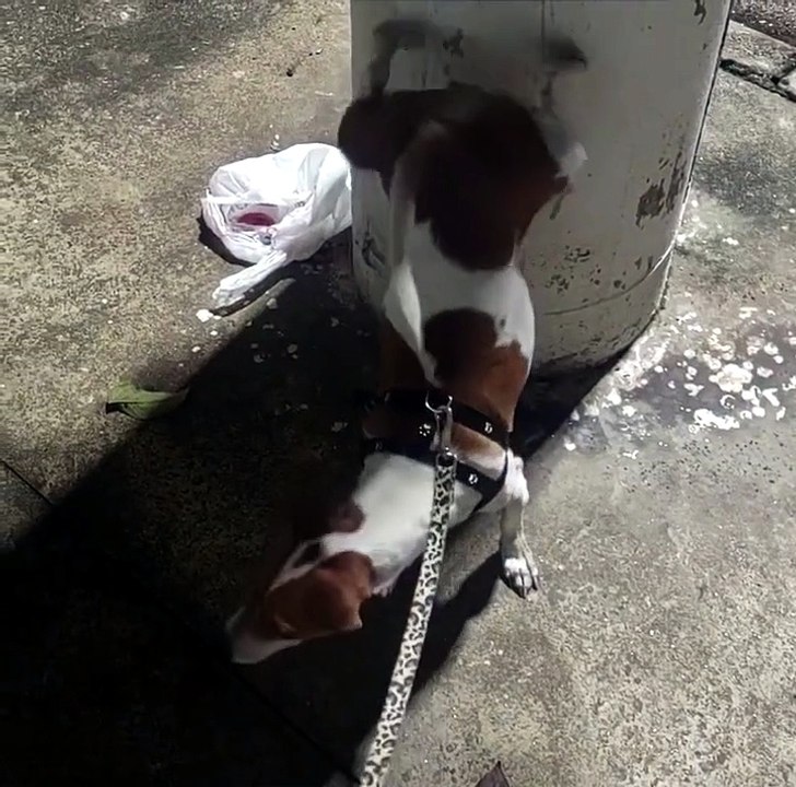 Cachorrinha viraliza ao fazer “xixi acrobático” durante passeio