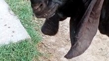 video_20260521