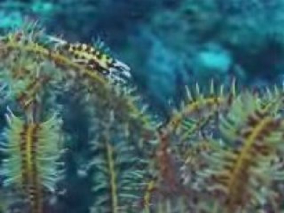 L'incroyable biodiversité sous-marine du détroit de Lembeh
