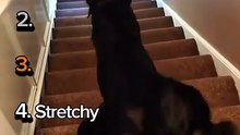 Ranking Top 5 Dog Moments