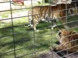 Les tigres du zoo du bassin d'arcachon