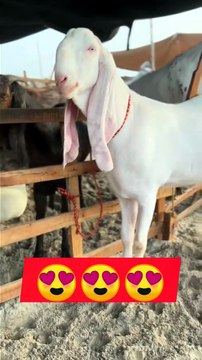 Beautiful white Bakra | Qurbani ka Janwar | Qurbani 2026 | Eid UL Azha 2026