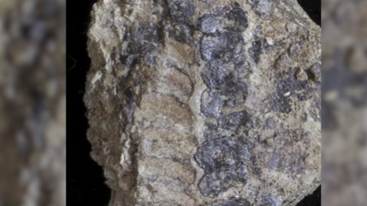From 2023: Stanford researchers reveal first fossil evidence of advanced plant reproduction