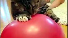 Try Not To Laugh: Cats Getting Absolute Jump Scared! 😹 (Funny Cat Compilation)