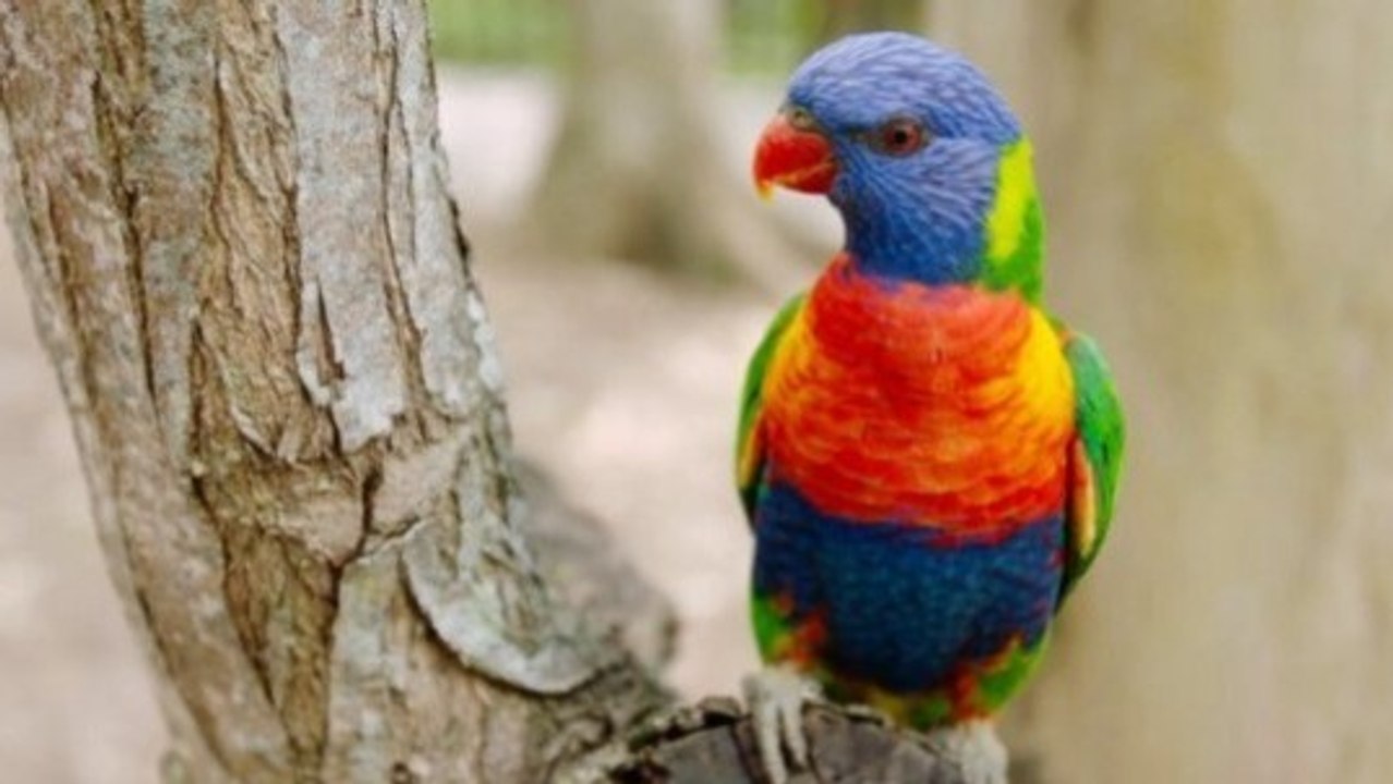 Rainbow Lorikeet Takes Flight Over Australia’s Lone Pine Koala Sanctuary