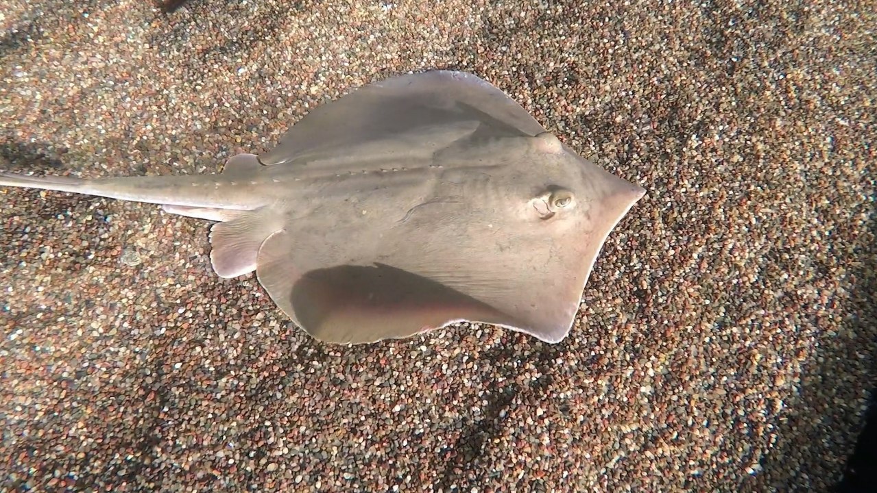 Stingrays Enjoy Kabob-Style Breakfast at South Carolina Aquarium