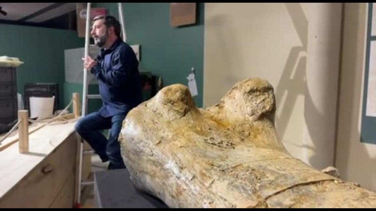 Francia, esposte le ossa di un Camarasaurus, parente del Diplodoco