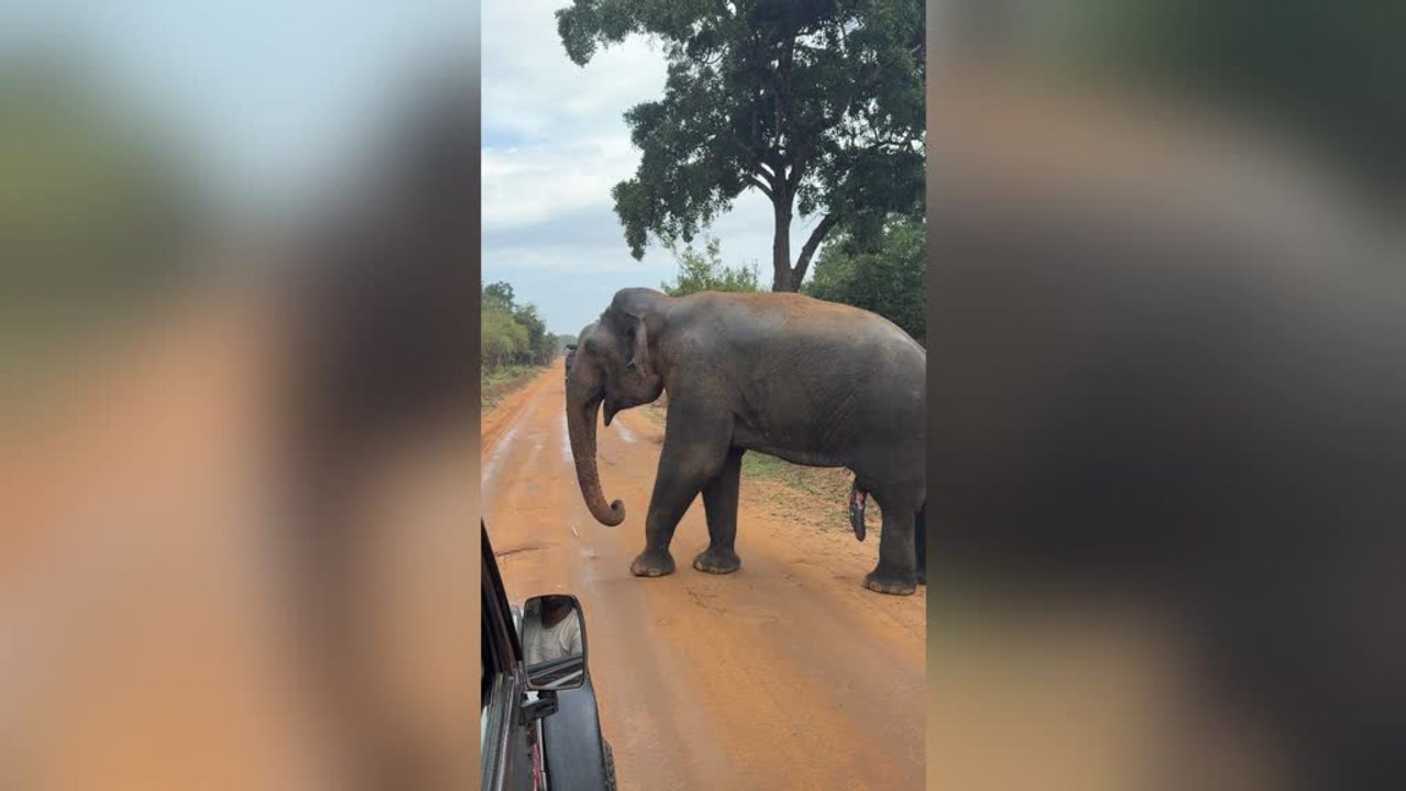 Angry Elephant Charges Safari Jeep and Sends Passengers Flying Inside