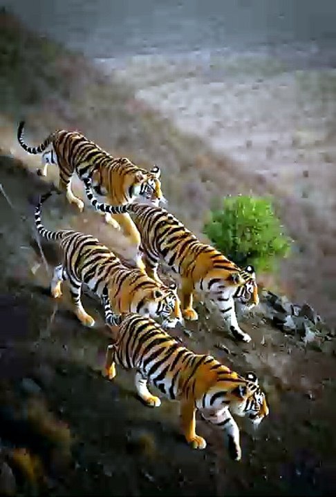 #wildlife