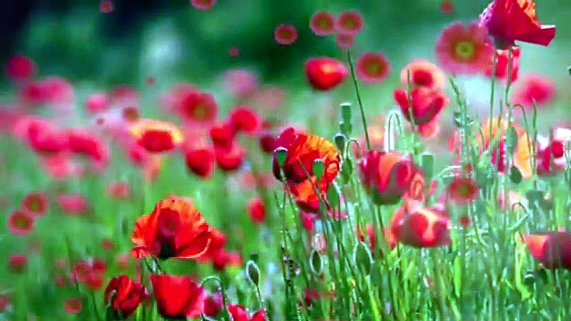 ⁣Relaxing Cinematic Classical Music _ Background Music for Reading & Coding  #music