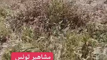 مواطن تونسي يوثق تعانق حبيبين على شاطيء حمامات و مطالبتهم بالرحيا يثير جدل