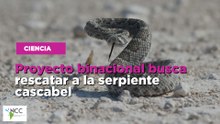 Proyecto binacional busca rescatar a la serpiente cascabel
