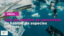 Islas de plástico se convierten en hábitat de especies marinas