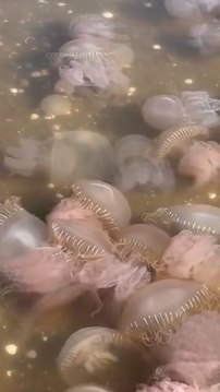 Cientos de medusas invaden playas en Oaxaca