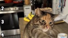 Ranking top 5 Clingy Cats
