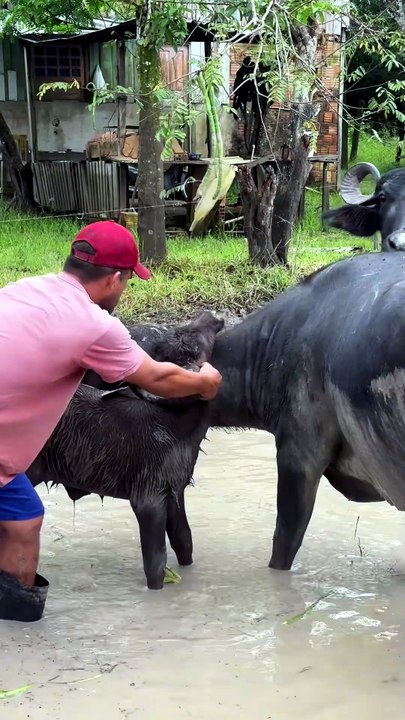 Un buffle coincé dans la corne de sa mère : le fermier intervient à temps