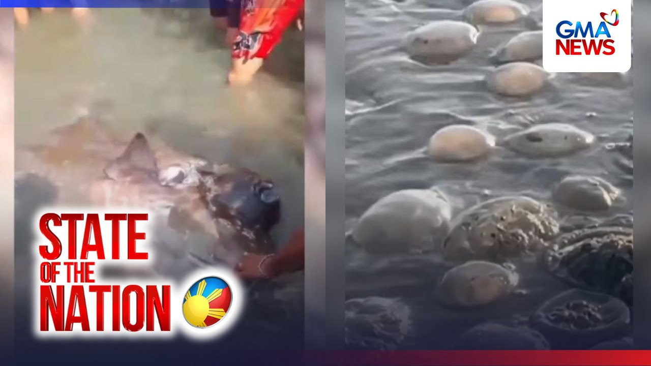 Sugatang Sunfish na napadpad sa baybayin, hinihinalang binaril ng pulis | SONA