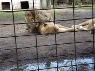 accouplement de lion? non il fait juste du forcing lol