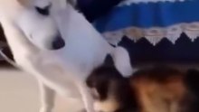 Cat Apologizes to Dog After Realizing She Was Protecting Her Puppy 🐱❤️🐶