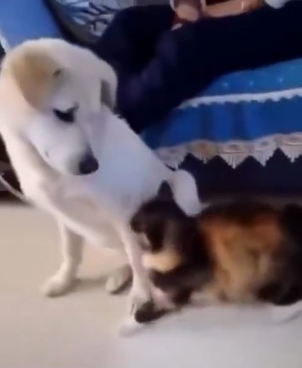 Cat Apologizes to Dog After Realizing She Was Protecting Her Puppy 🐱❤️🐶