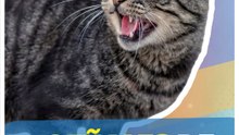 ¿Tu gato rompe cosas y maúlla sin parar? ¡Podría ser por estrés!
