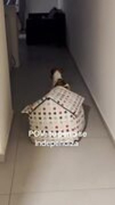 Rescue Dog Treats Her Dog House Like Her Own Mo...