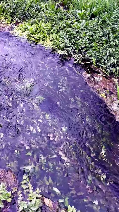 Do you know which types of water grow in water?