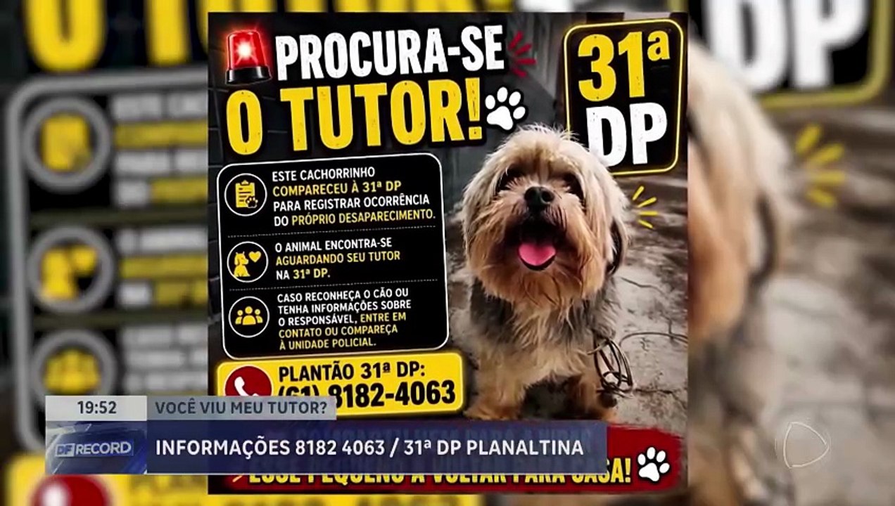 Cachorrinho foge de casa pra dar queixa na policia