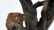 Clever Leopard Secures Kill High in Tree While Hungry Hyena Watches from Below