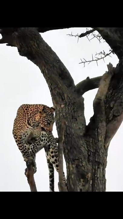 Clever Leopard Secures Kill High in Tree While Hungry Hyena Watches from Below