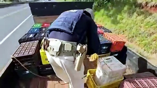 PRF apreende quase 1 tonelada de maconha escondida em caminhão parado na PR-444 em Arapongas