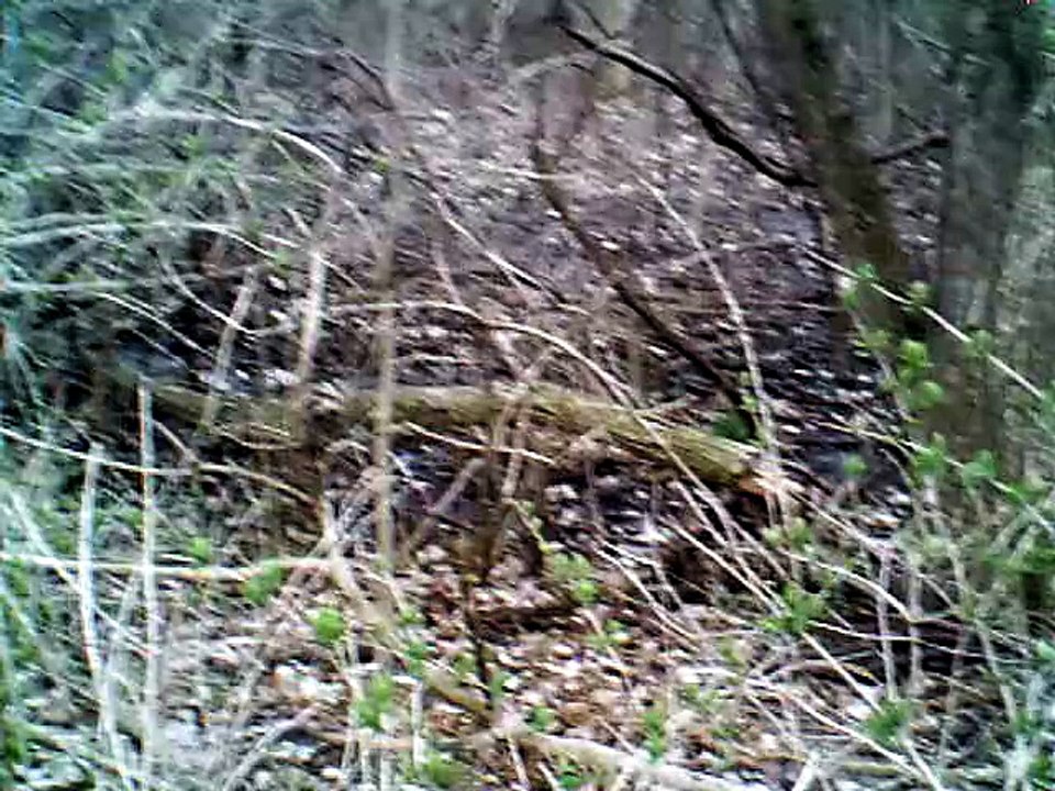 down in the willow garden hick hop 90 bpm