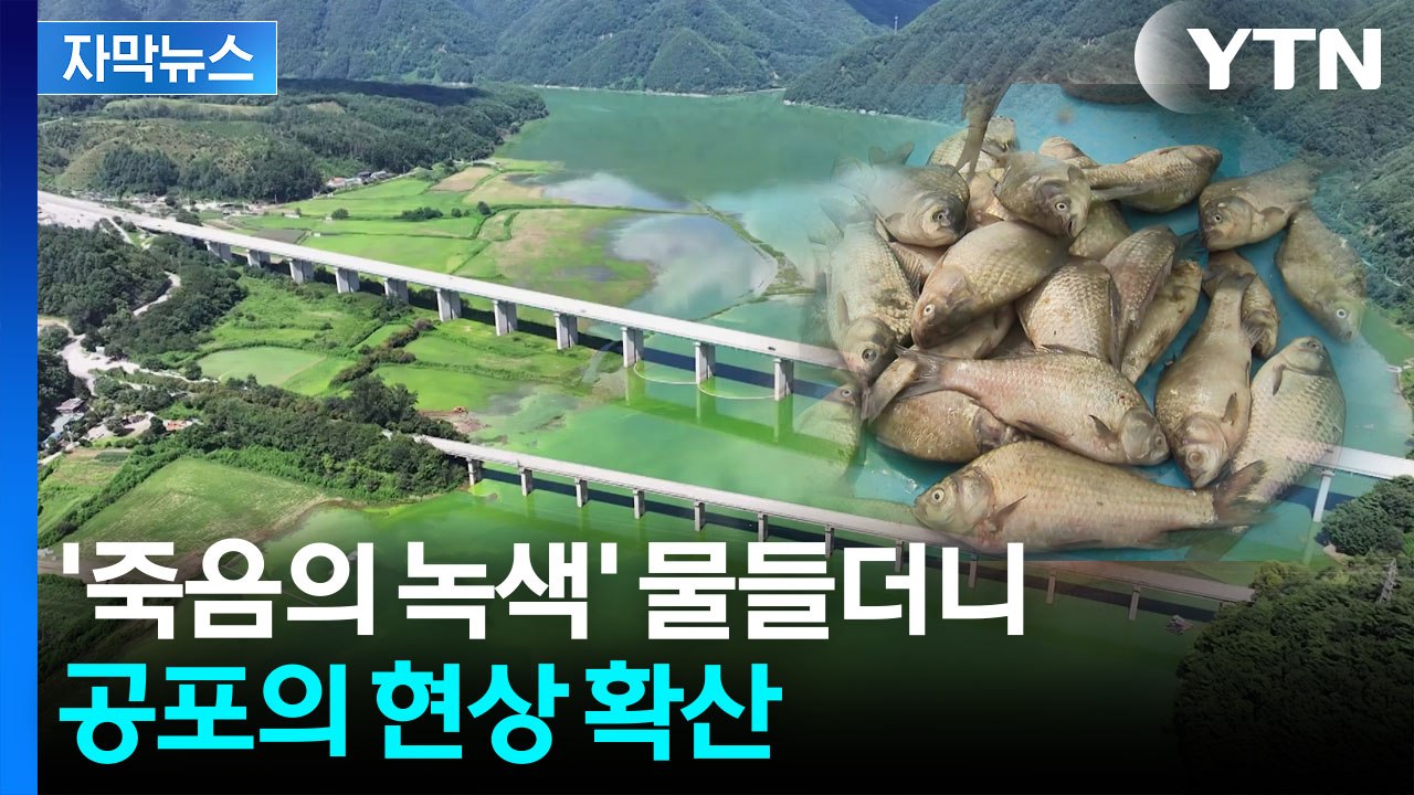 [자막뉴스] 엉뚱한 검사만 반복하더니...'집단 폐사' 현상이 던진 경고 / YTN