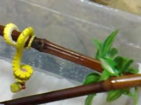 Morelia viridis Aru Taka repas n°2