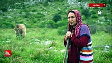Muğla'da çobanların karada başlayan göçü, denizde devam eden sıra dışı yolculuğa dönüşüyor