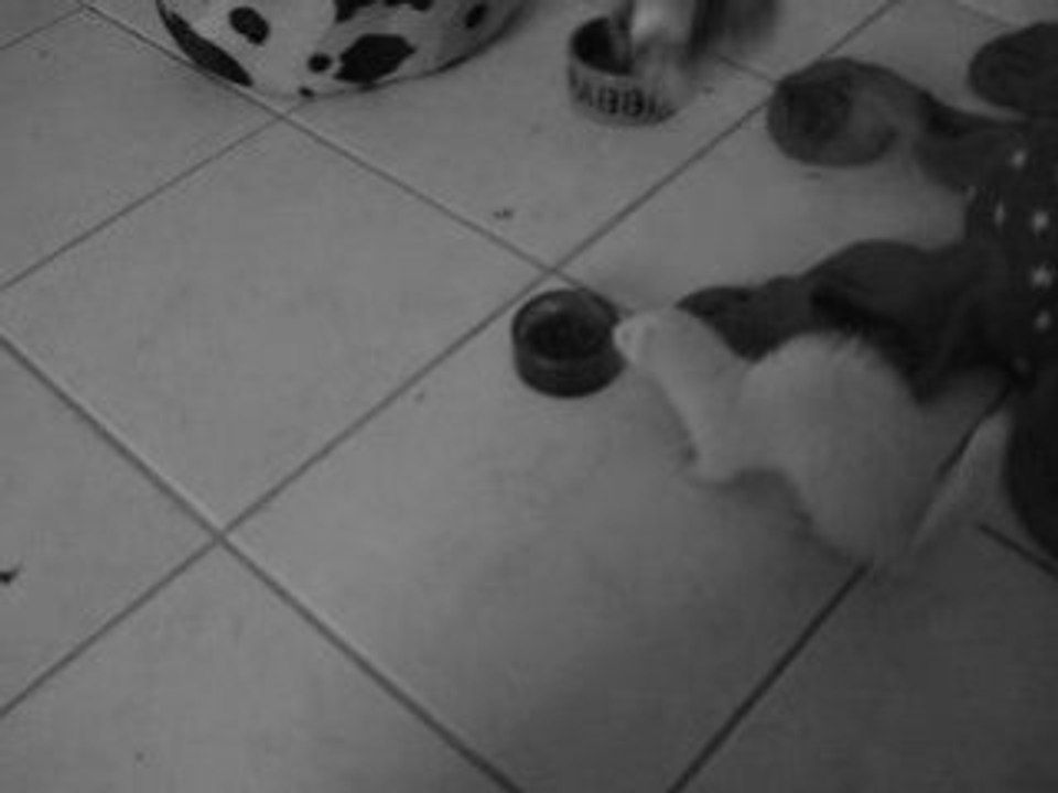 Mini Pouss' va un peu mieux!