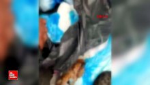 İzmir'de çöp konteynerinin önünde, poşetlerde 33 ölü kedi bulundu
