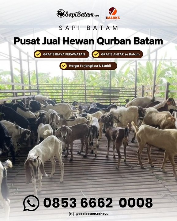 Perbedaan Harga Dan Karakteristik Domba Dan Kambing Qurban Rahayu Batam