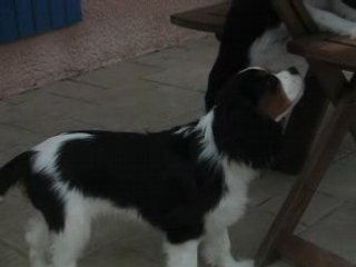 Curly à 5 mois 007