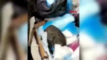 İzmir'de kan donduran vahşet! Çöpteki poşetlerden onlarca kedi ölüsü çıktı!