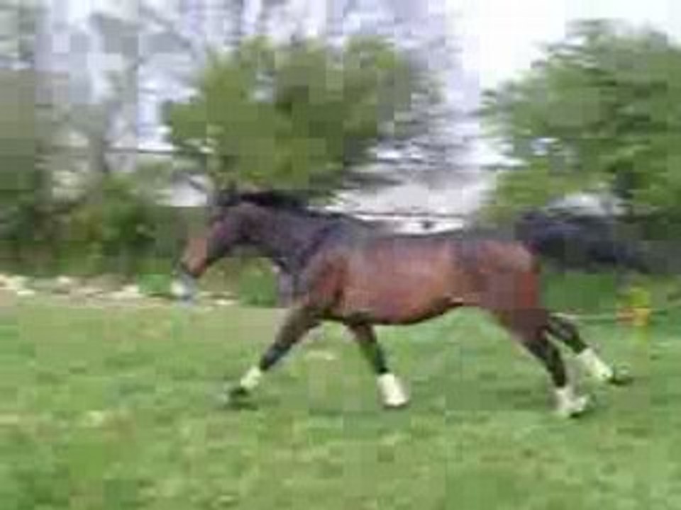 Mistral-galop