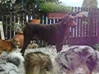 Jeux dob et Shetlands