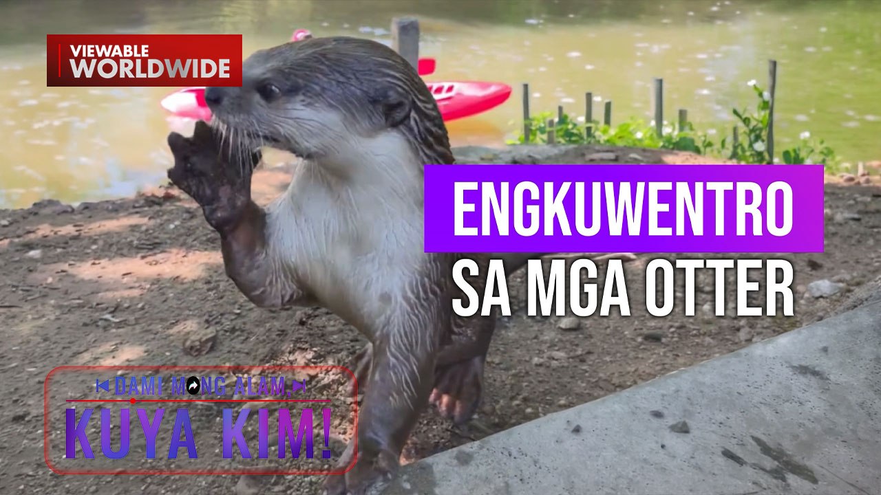 Otter, namataan sa Thailand na friendly sa mga tao?! | Dami Mong Alam, Kuya Kim!