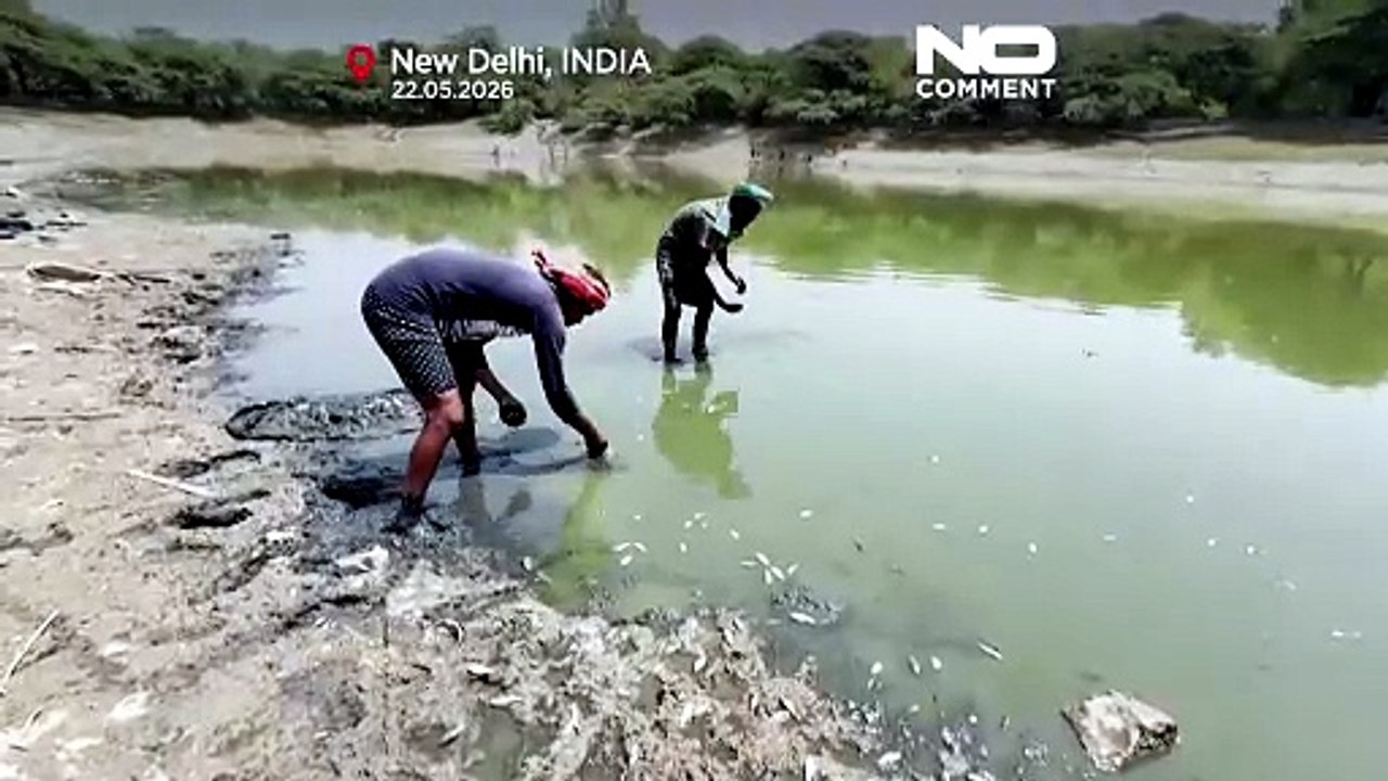 India, caldo estremo: pesci morti riaffiorano nei canali di Nuova Delhi