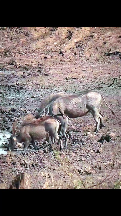 Wild Warthog Family at Waterhole and Explosive Burrow Exit in African Savanna