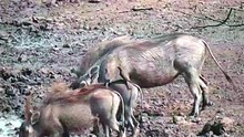 Wild Warthog Family at Waterhole and Explosive Burrow Exit in African Savanna
