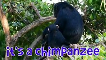 Recognize animal sounds